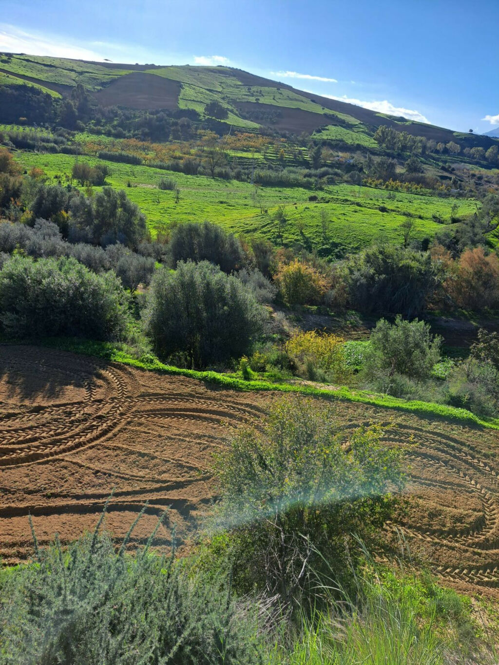 Land Coín Málaga - image 19