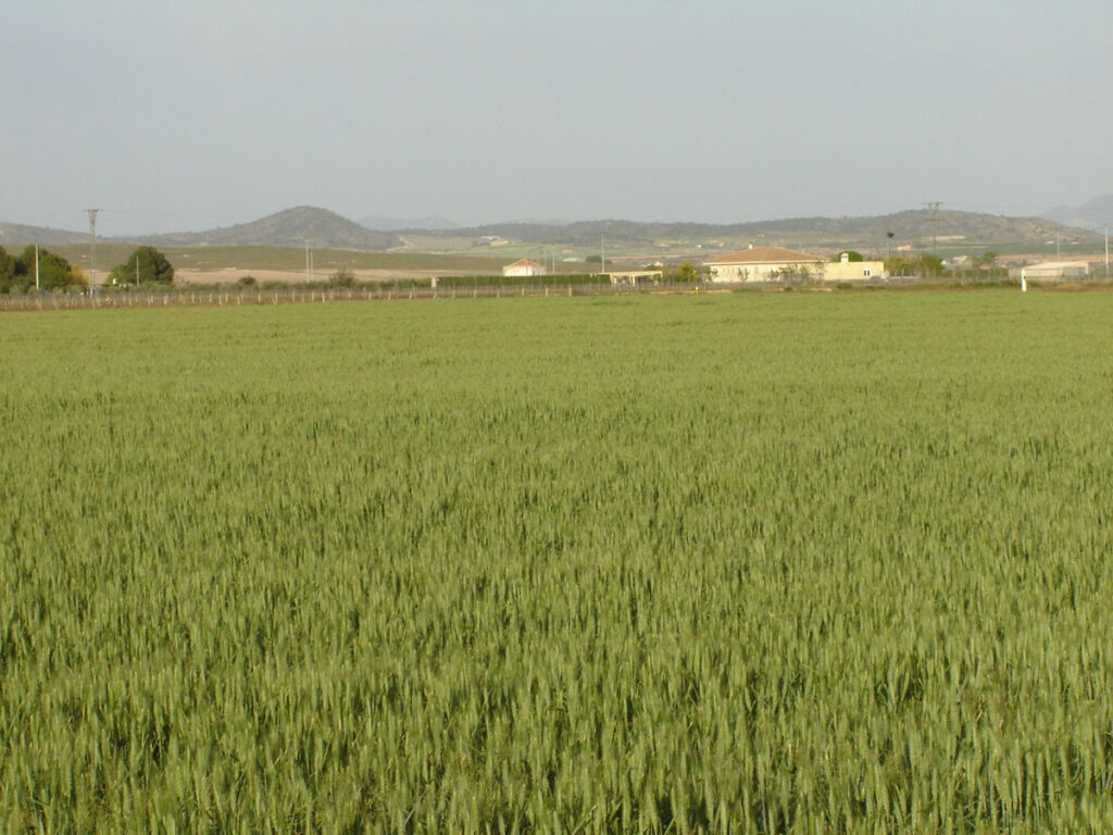 Land Yecla Murcia - image 2
