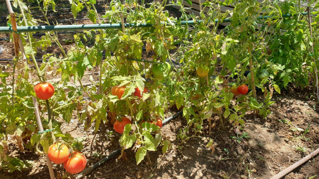 Finca - Cortijo Monda Málaga - image 2