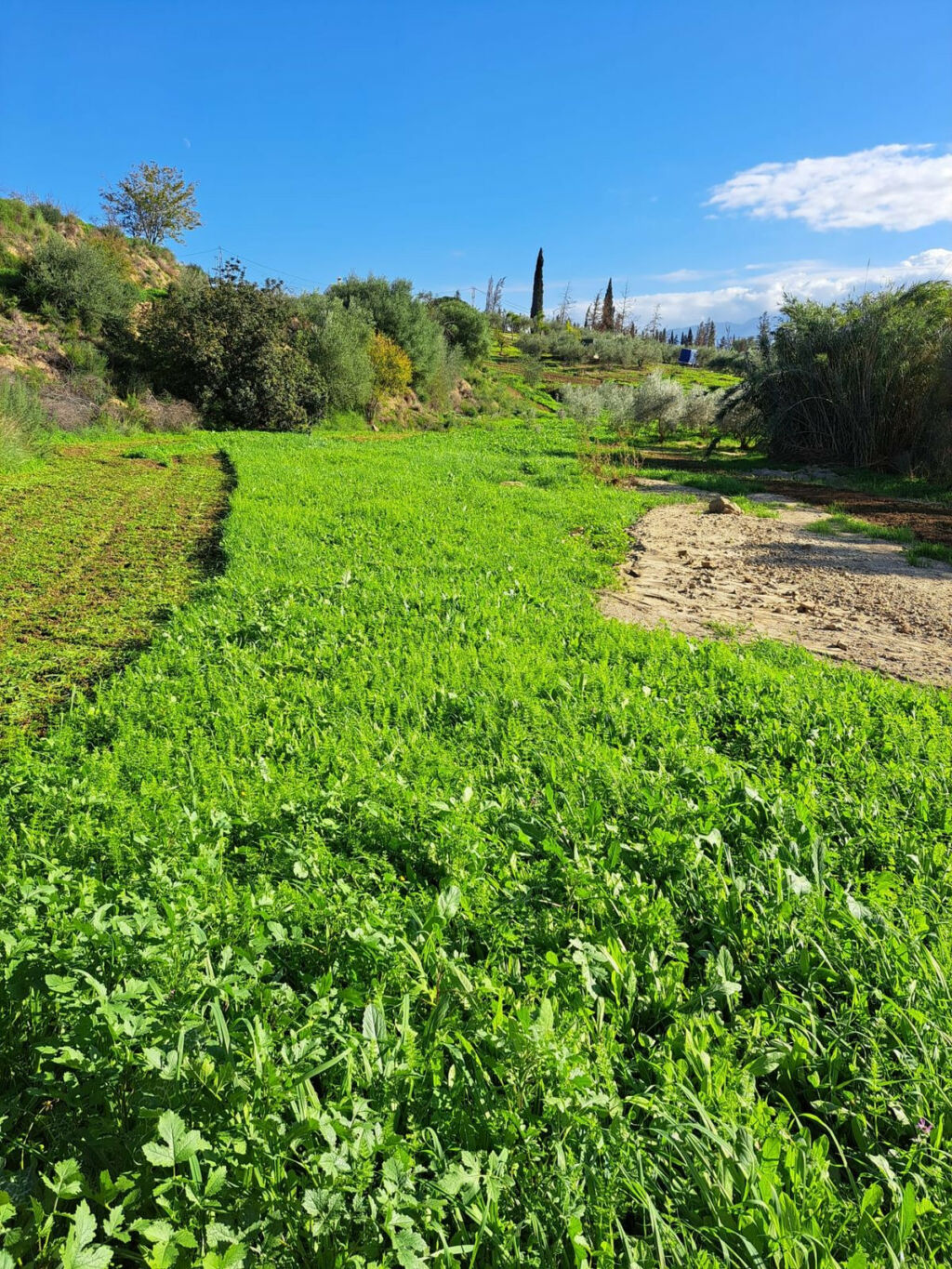 Land Coín Málaga - image 20