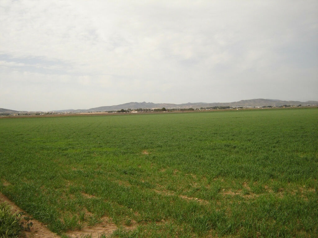 Land Yecla Murcia - image 3