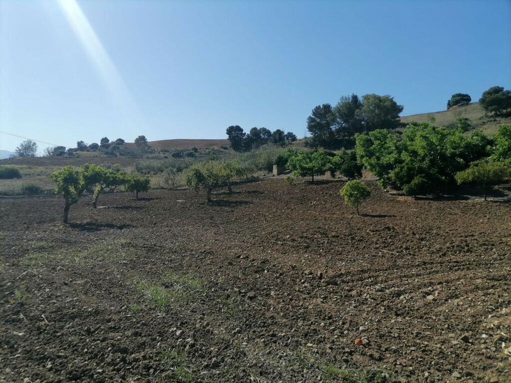 Land Coín Málaga - image 46