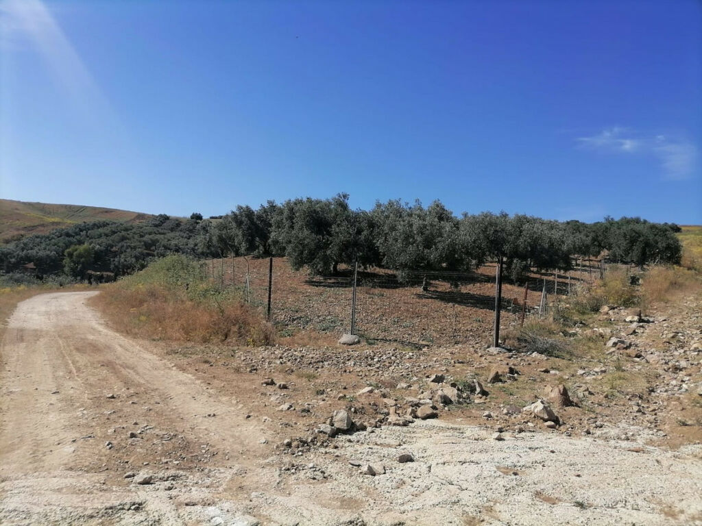 Land Coín Málaga - image 5