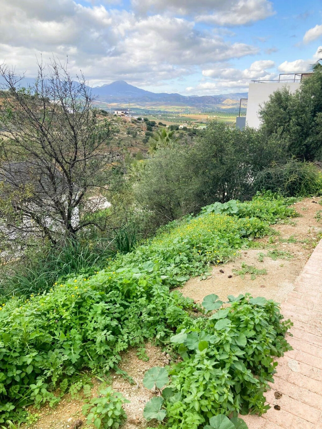 Residential Plot Coín Málaga - image 6