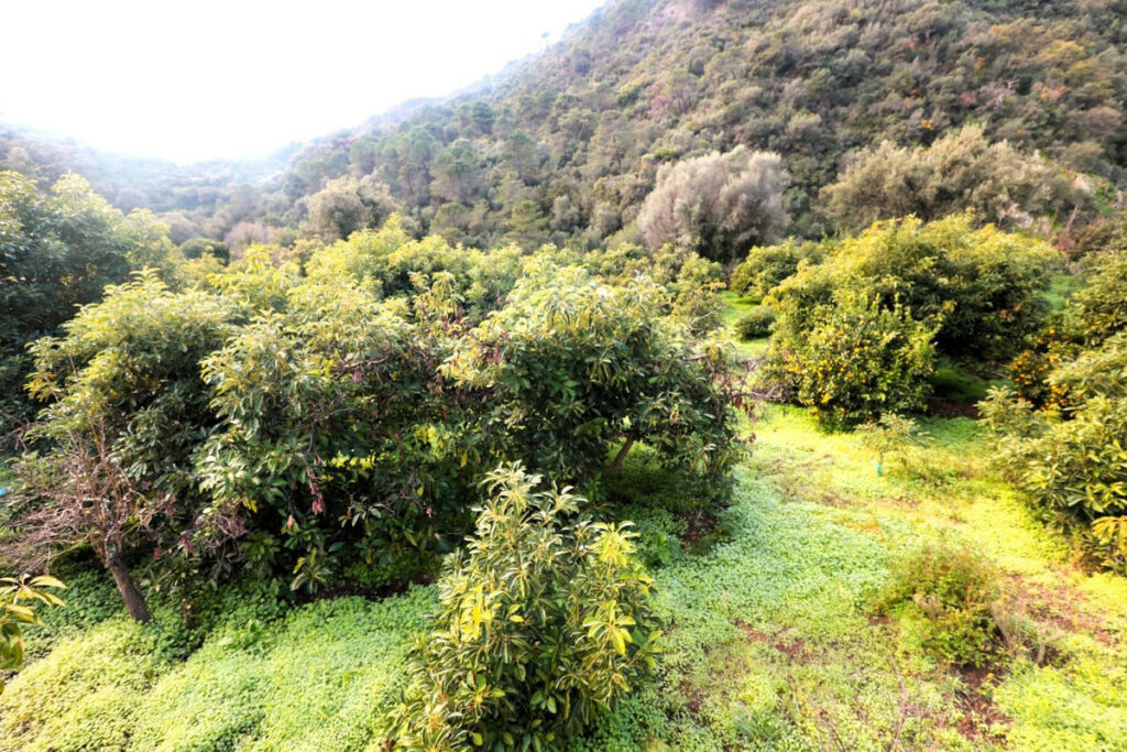 Finca - Cortijo Istán Málaga - image 17