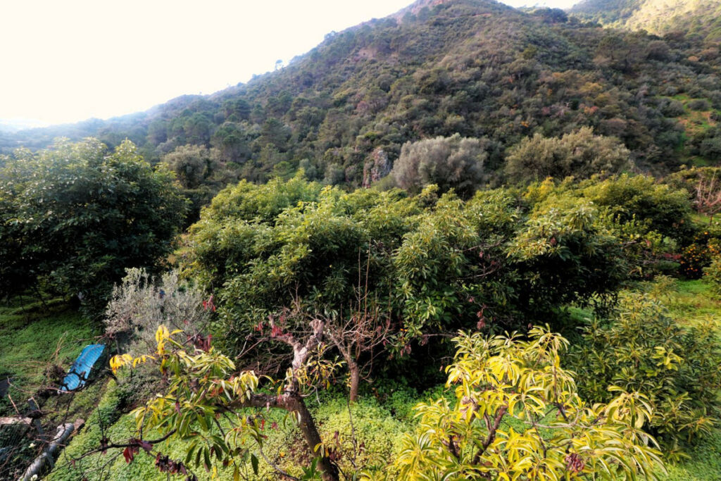 Finca - Cortijo Istán Málaga - image 18