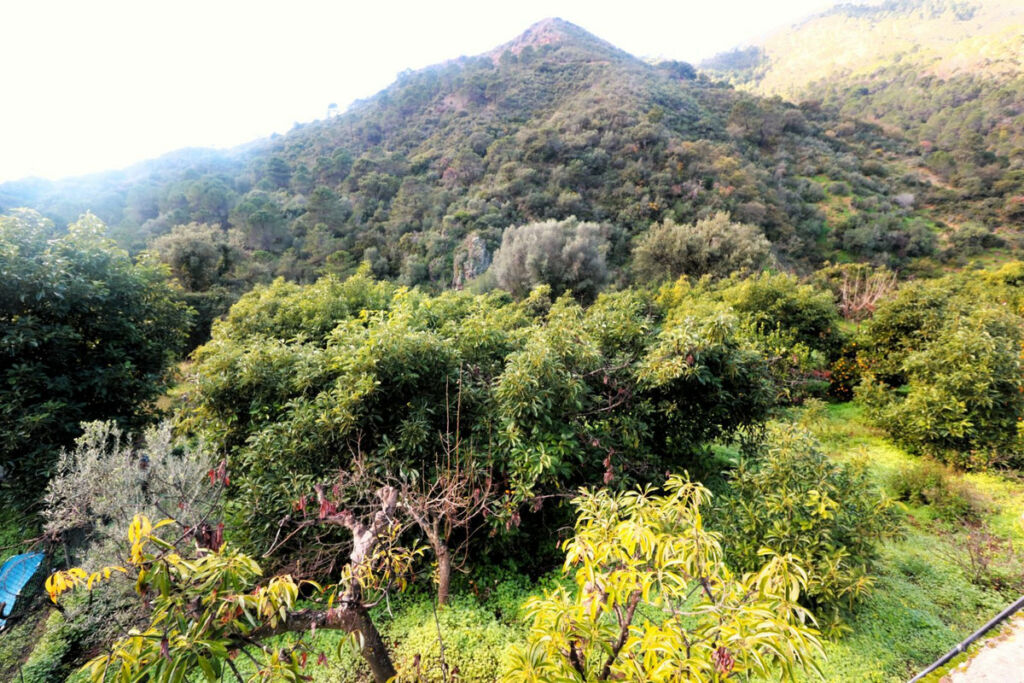 Finca - Cortijo Istán Málaga - image 19