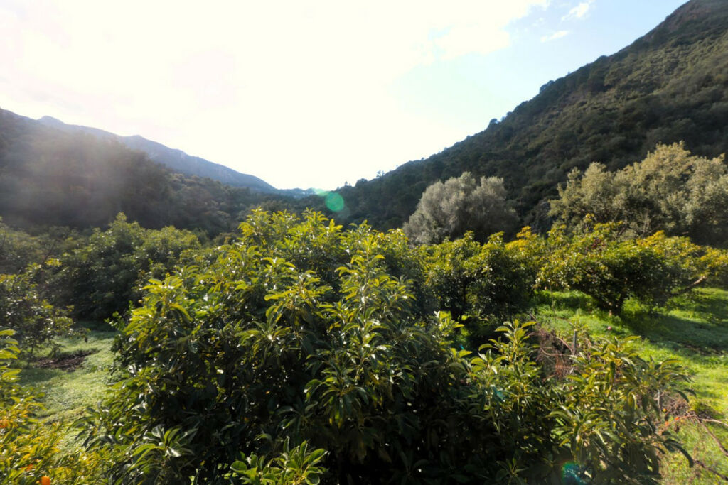 Finca - Cortijo Istán Málaga - image 24