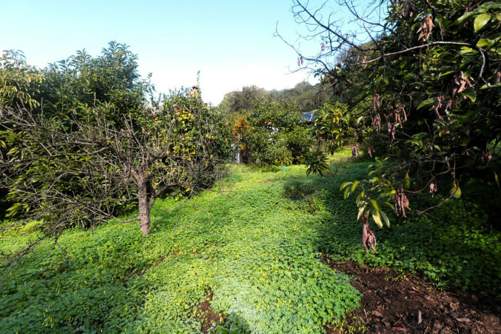 Finca - Cortijo Istán Málaga - image 28