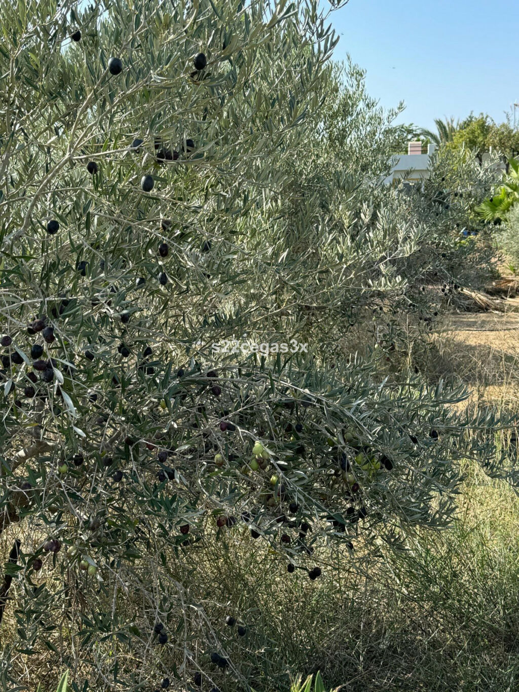 Finca - Cortijo Matola Alicante - image 33