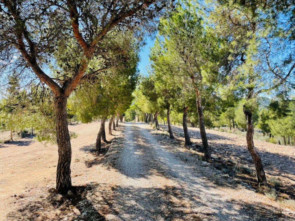 Finca - Cortijo Jijona Alicante - image 42