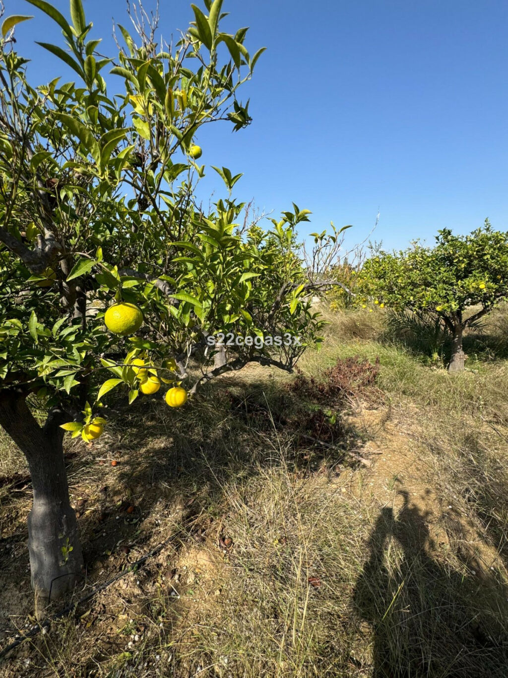 Finca - Cortijo Matola Alicante - image 47