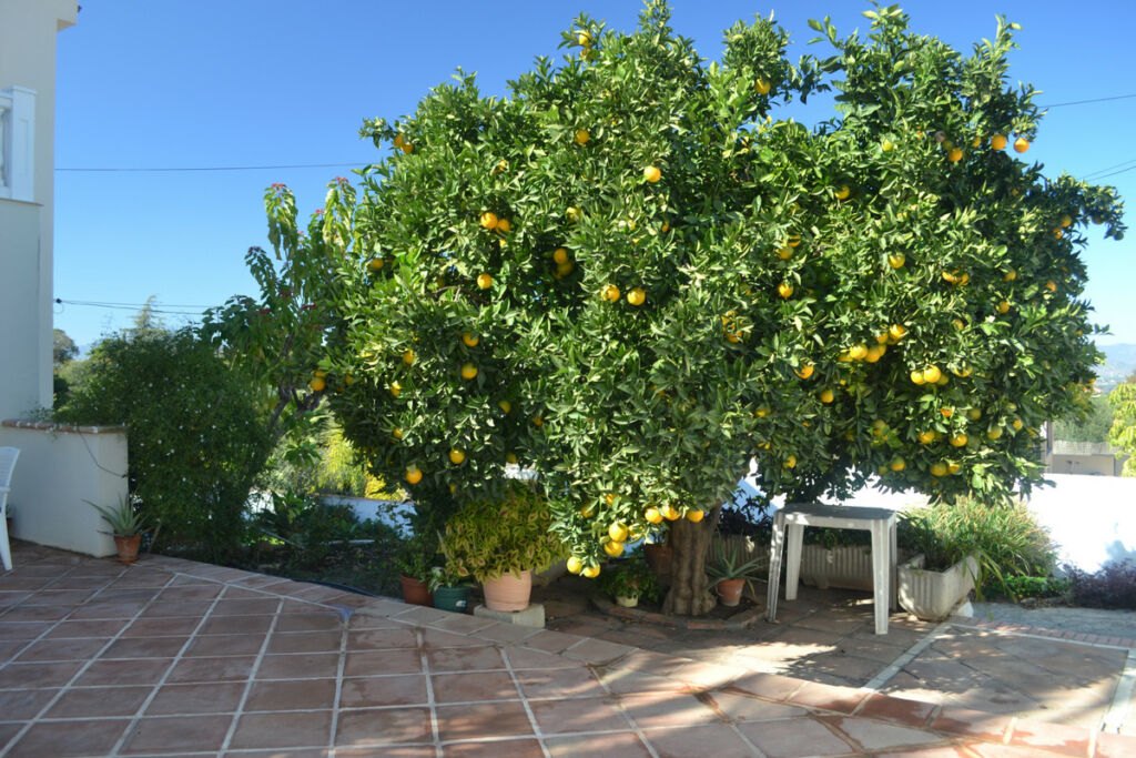 Detached Villa Alhaurín de la Torre Málaga - image 50