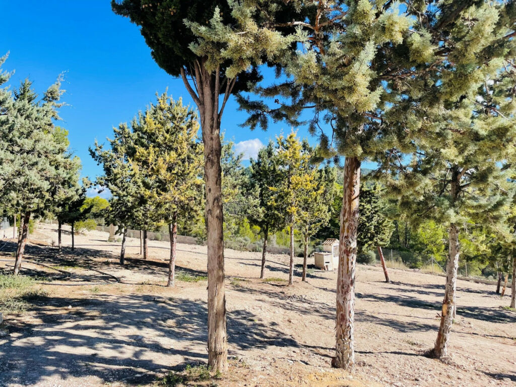 Finca - Cortijo Jijona Alicante - image 6
