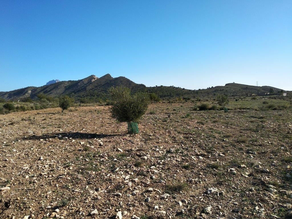 Land Relleu Alicante - image 7