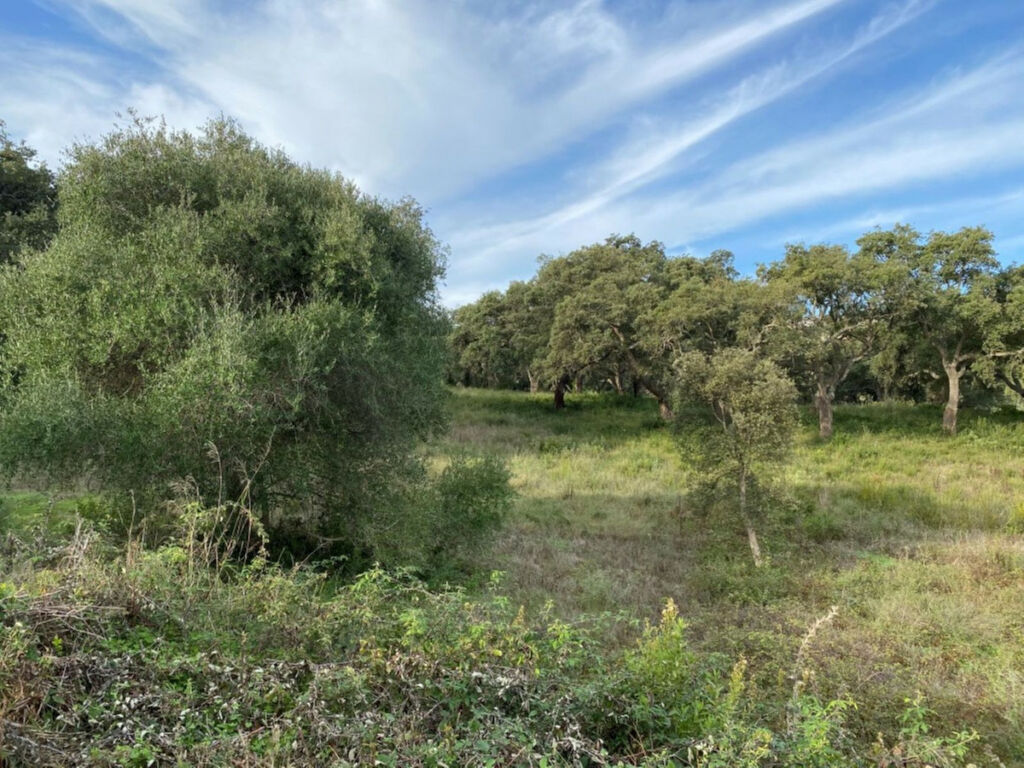Residential Plot San Roque Club Cádiz
