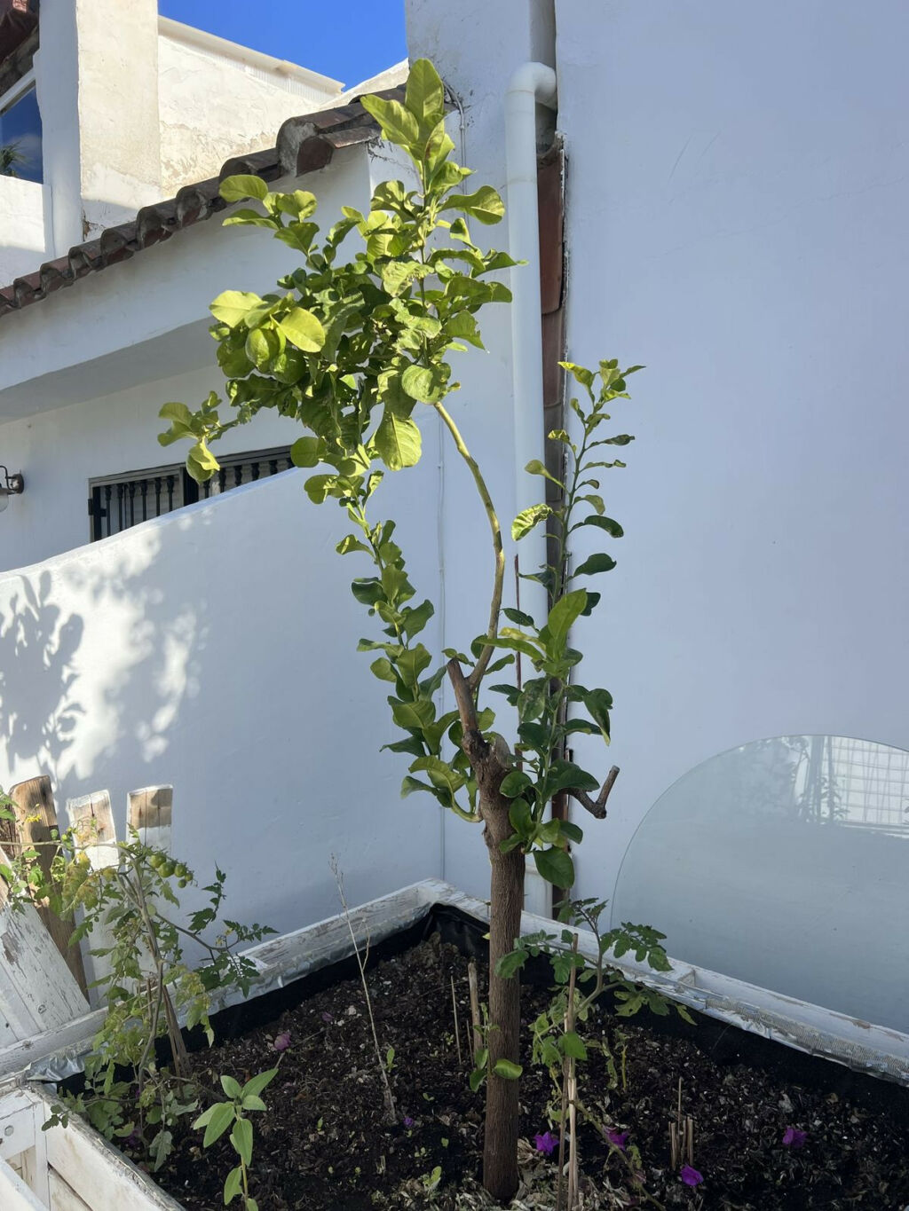 Townhouse Nueva Andalucía Málaga - image 18