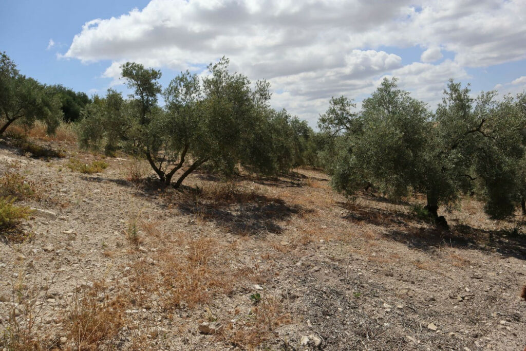 Finca - Cortijo Villanueva De La Concepcion Málaga - image 18