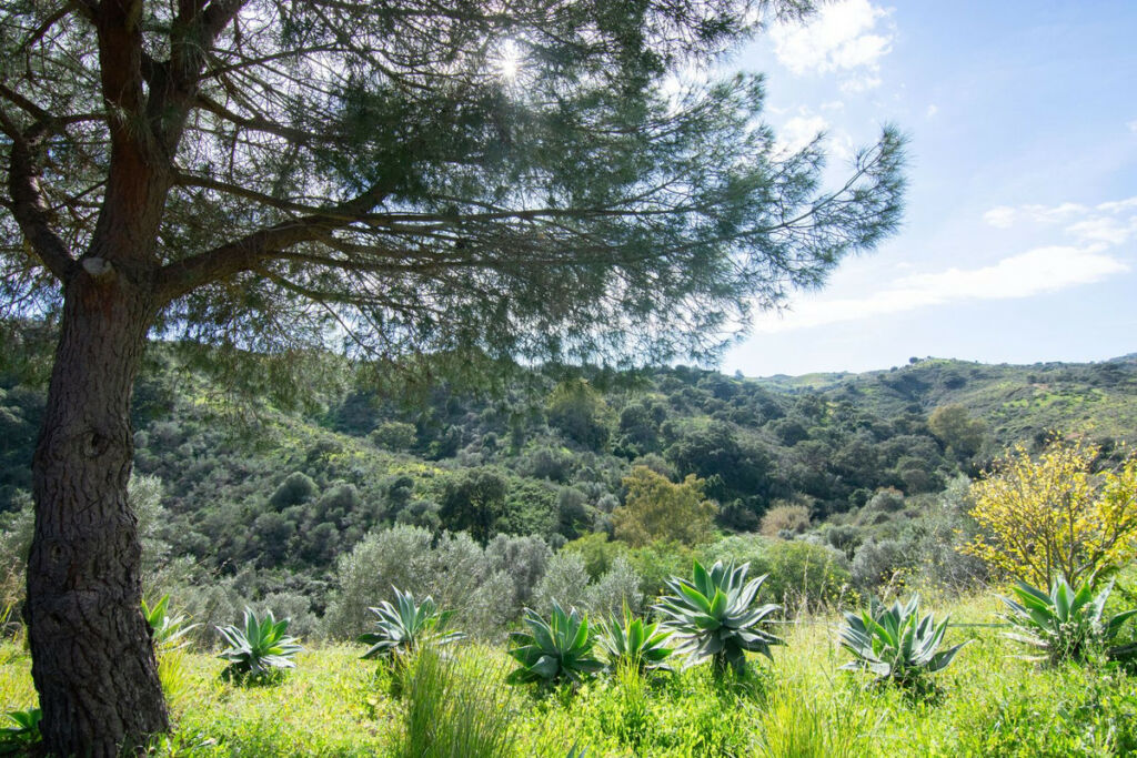 Finca - Cortijo La Cala Golf Málaga - image 2