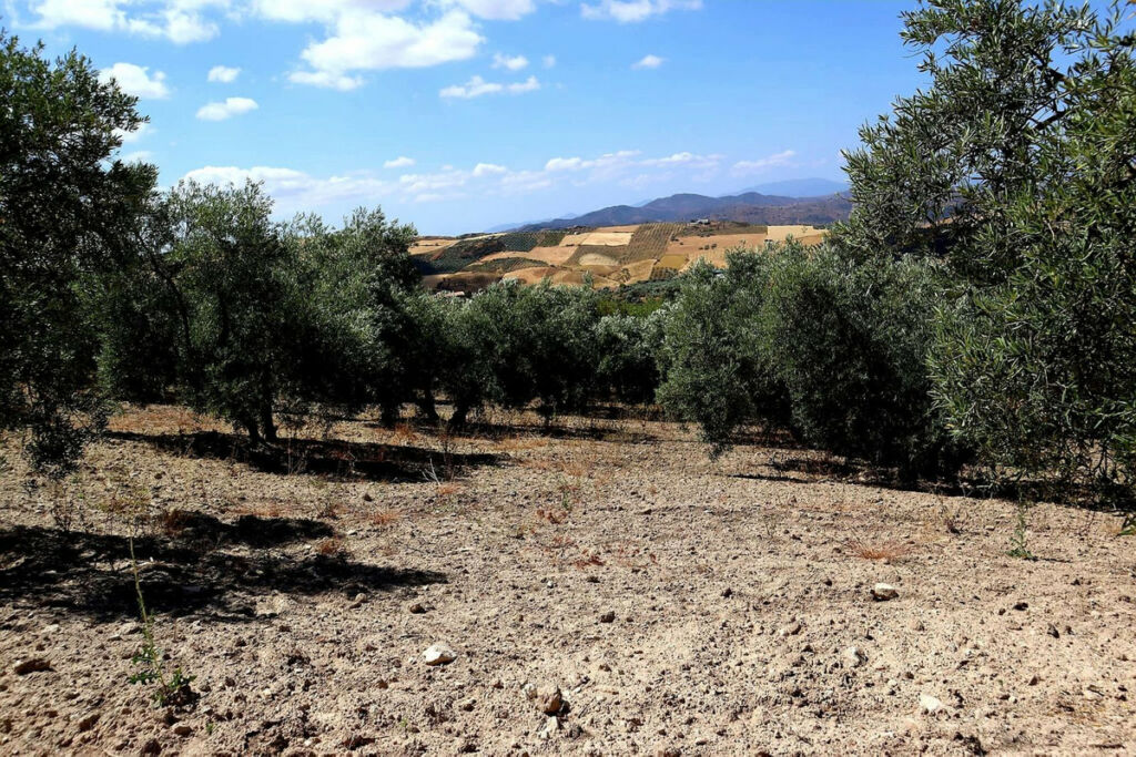 Finca - Cortijo Villanueva De La Concepcion Málaga - image 27