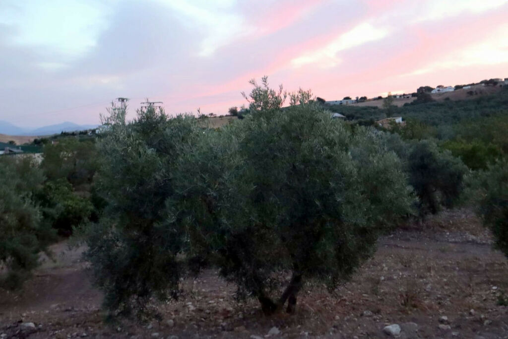 Finca - Cortijo Villanueva De La Concepcion Málaga - image 28