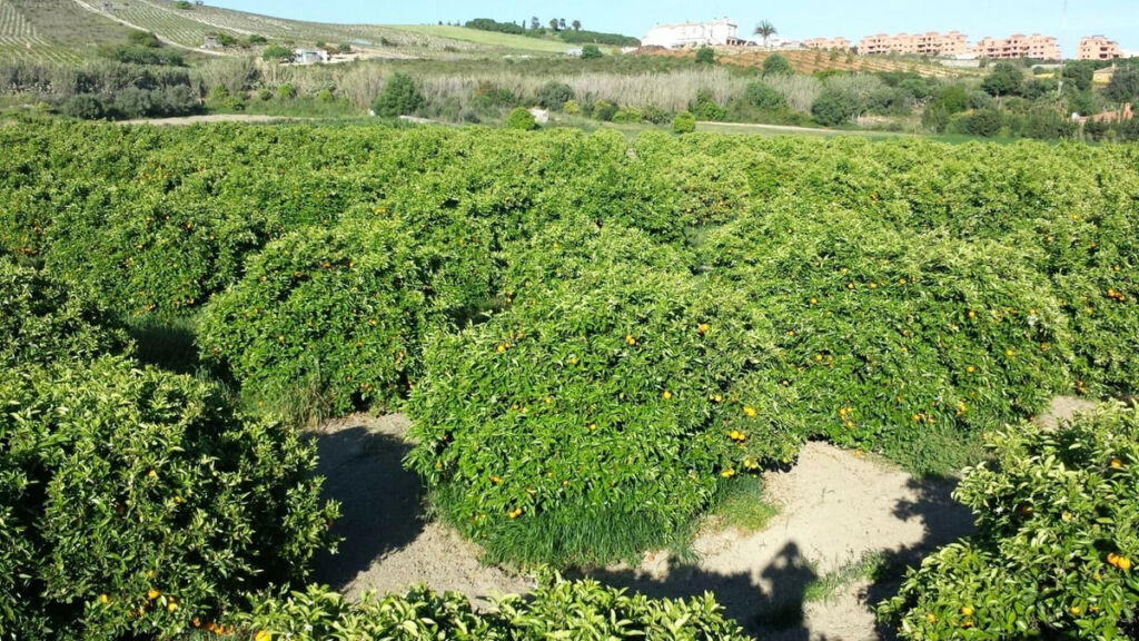 Finca - Cortijo San Luis de Sabinillas Málaga - image 3