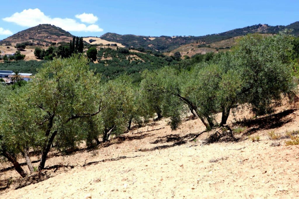 Finca - Cortijo Villanueva De La Concepcion Málaga - image 30