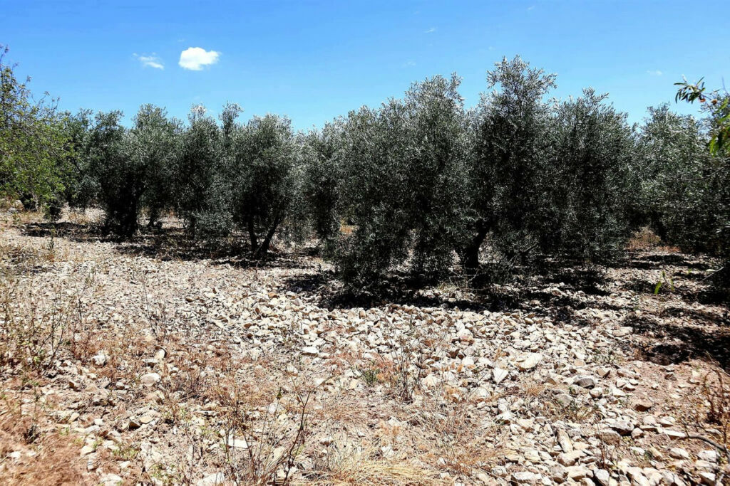 Finca - Cortijo Villanueva De La Concepcion Málaga - image 31