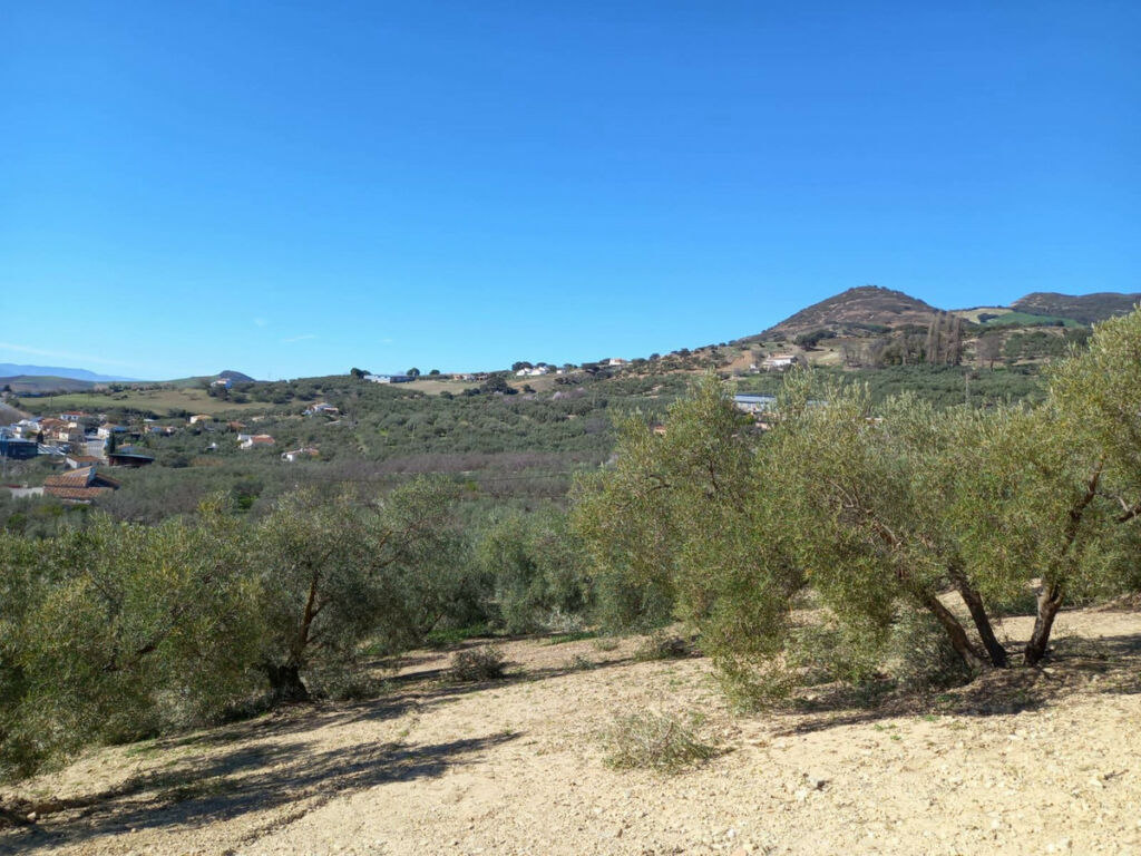 Finca - Cortijo Villanueva De La Concepcion Málaga - image 36
