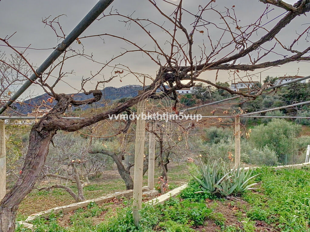 Finca - Cortijo Comares Málaga - image 39