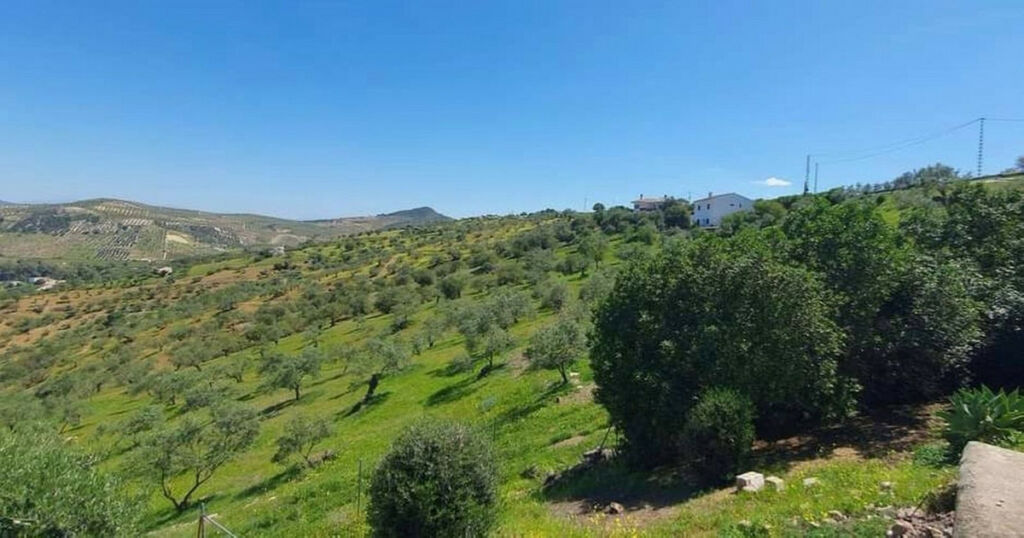 Finca - Cortijo Tolox Málaga - image 4