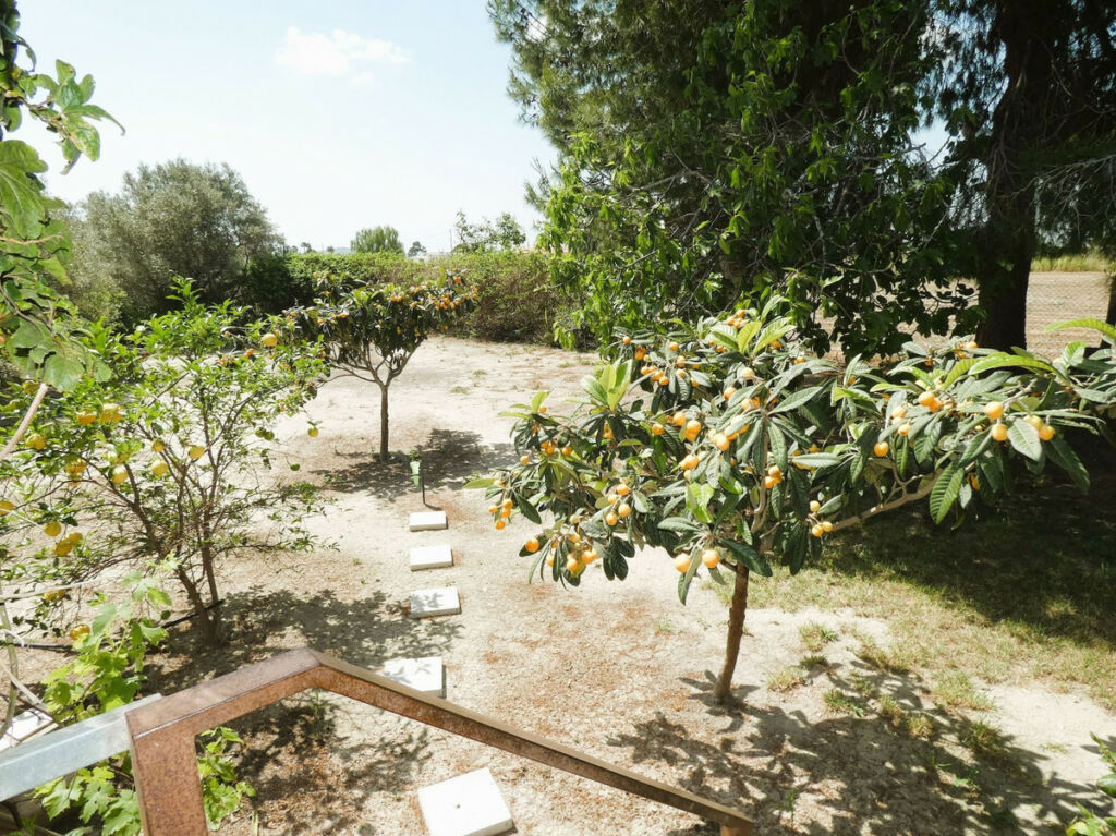 Finca - Cortijo Dolores Alicante - image 42