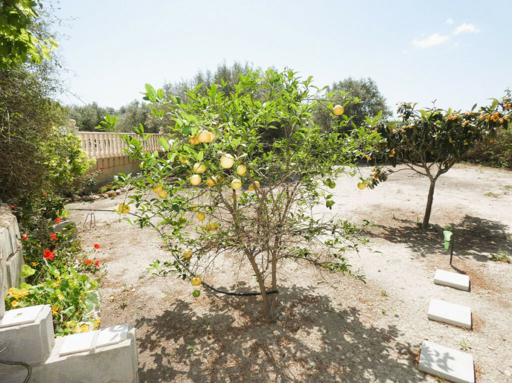 Finca - Cortijo Dolores Alicante - image 45
