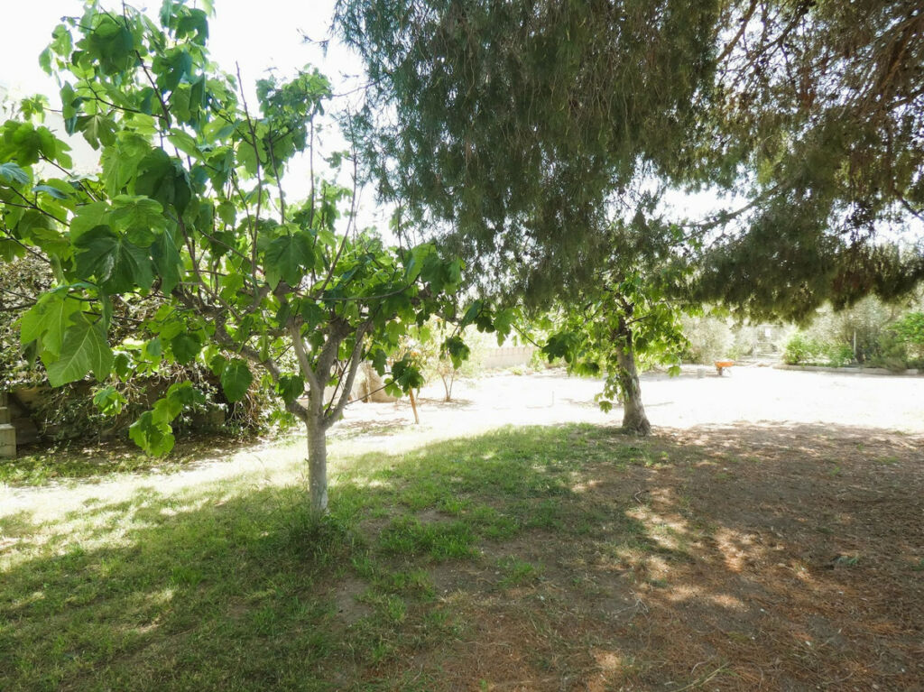 Finca - Cortijo Dolores Alicante - image 47