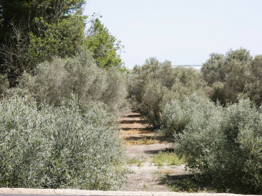 Finca - Cortijo Dolores Alicante - image 48