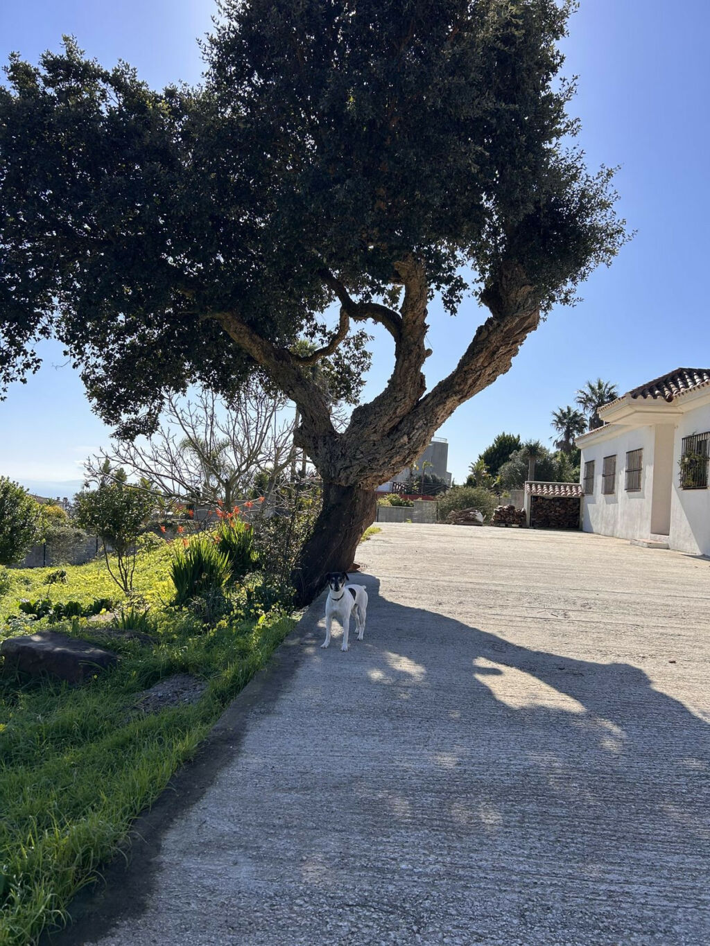 Detached Villa Tarifa Cádiz - image 48