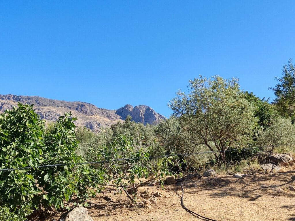 Detached Villa Alcaucín Málaga - image 5