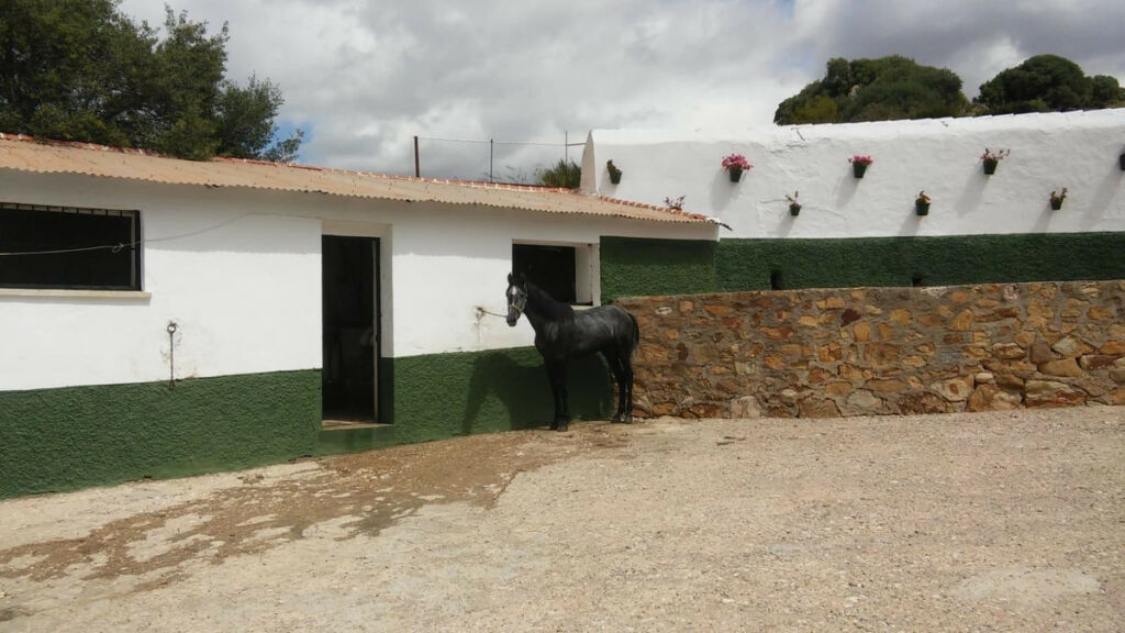 Finca - Cortijo Ardales Málaga - image 6