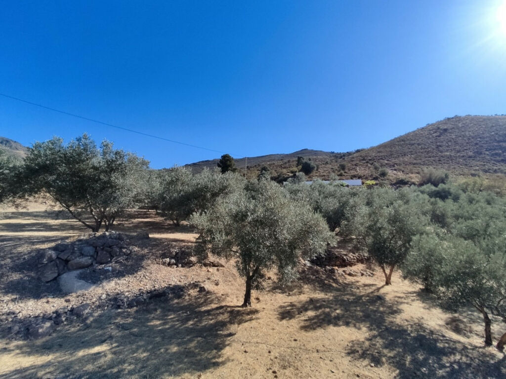 Detached Villa Alcaucín Málaga - image 6