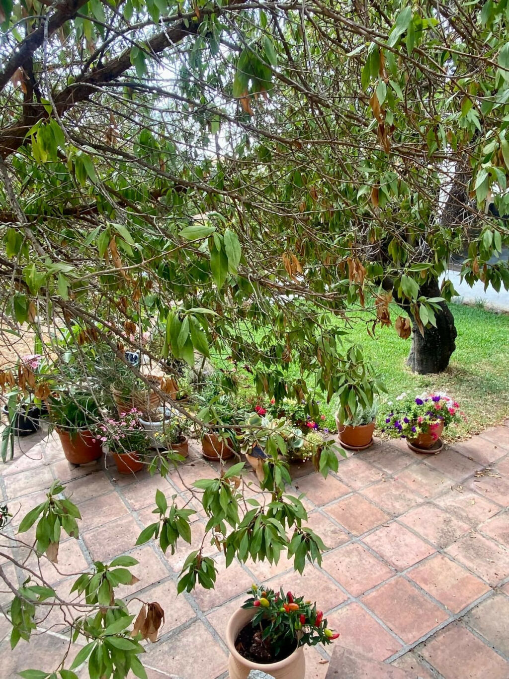Detached Villa Mijas Málaga - image 65
