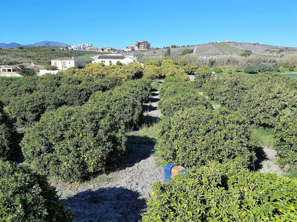Finca - Cortijo San Luis de Sabinillas Málaga - image 9