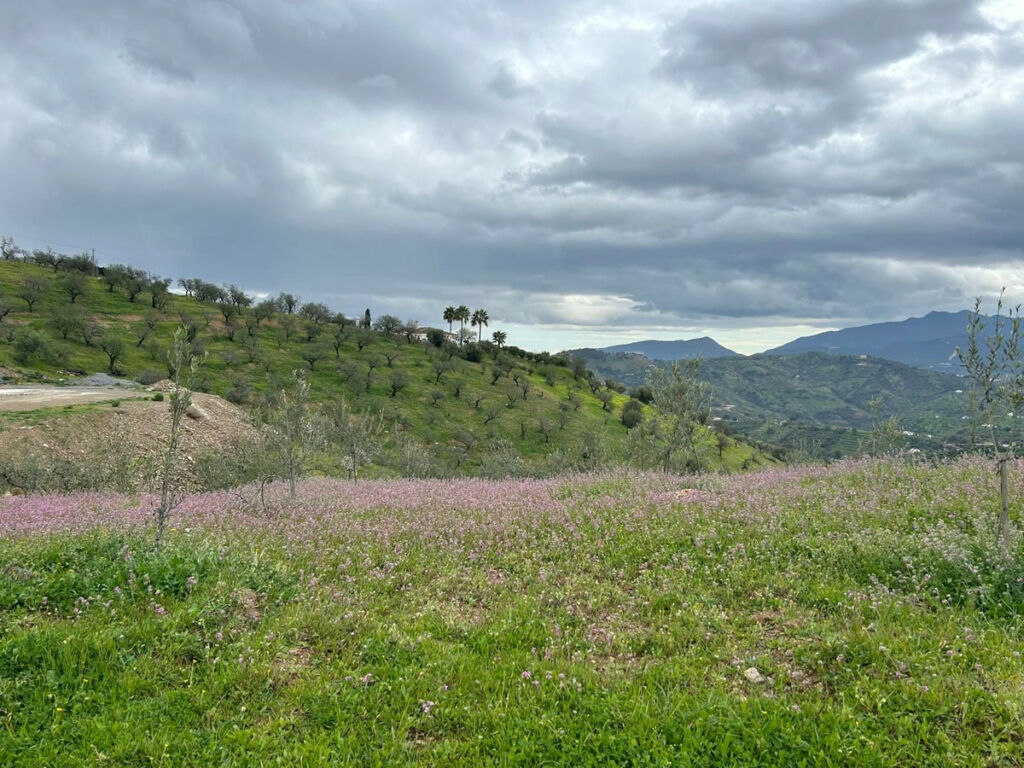 Finca - Cortijo Guaro Málaga - image 15