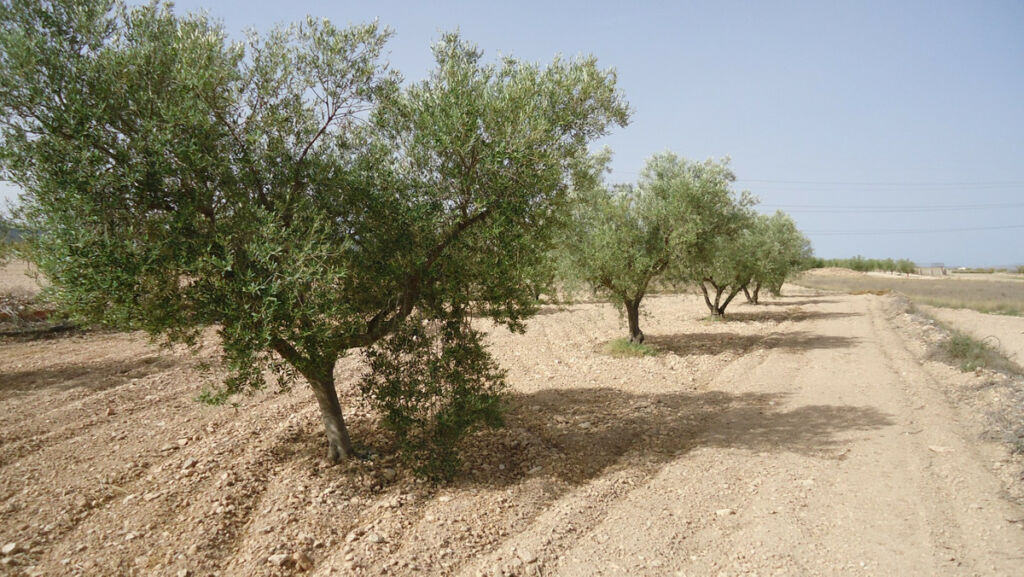 Land Cañada del Trigo Murcia