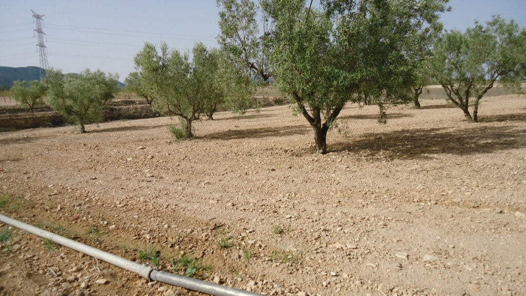 Land Cañada del Trigo Murcia - image 10