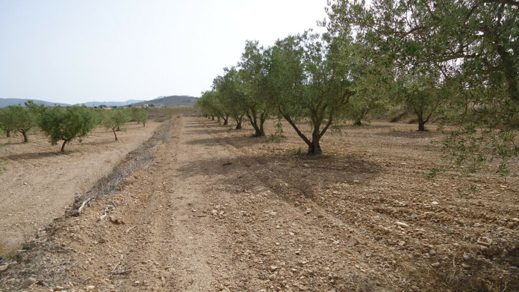 Land Cañada del Trigo Murcia - image 12