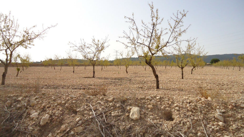 Land Cañada del Trigo Murcia - image 15