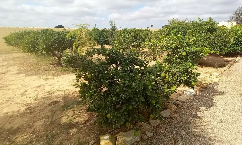 Finca - Cortijo San Javier Murcia - image 16