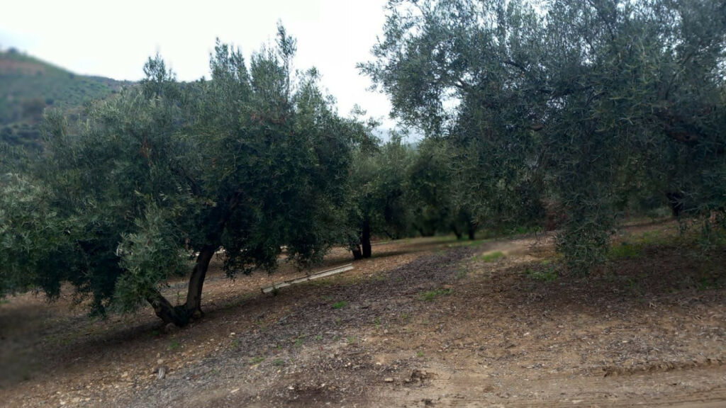 Finca - Cortijo Riogordo Málaga - image 17