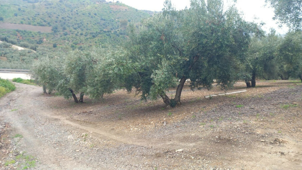 Finca - Cortijo Riogordo Málaga - image 18