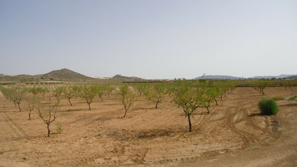 Land Cañada del Trigo Murcia - image 19